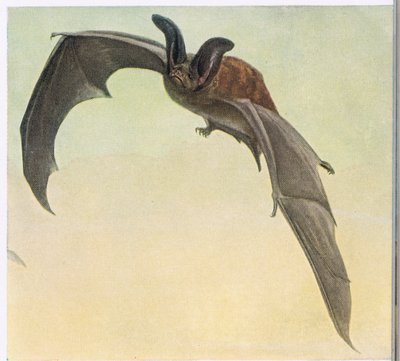 Pallid Bat by Louis Agassiz Fuertes